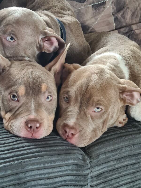 ABKC POCKET BULLYS American Bulldog Puppies For Sale in Preston