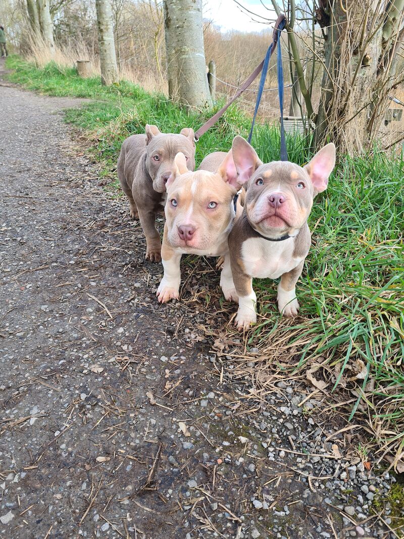 ABKC POCKET BULLYS American Bulldog Puppies For Sale in Preston