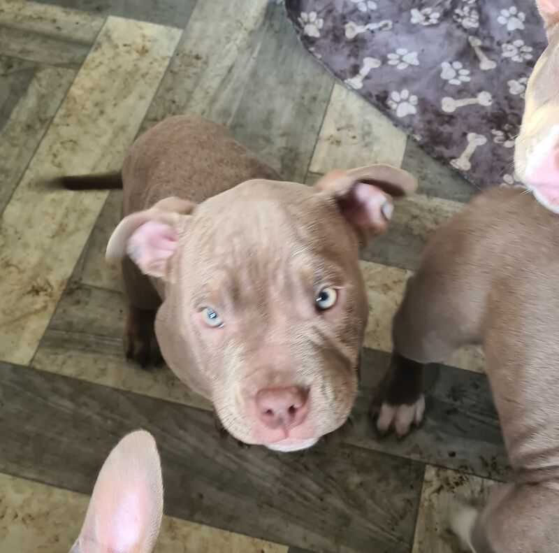 ABKC POCKET BULLYS American Bulldog Puppies For Sale in Preston