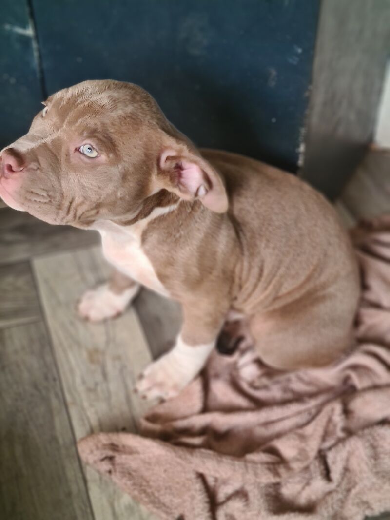 ABKC POCKET BULLYS American Bulldog Puppies For Sale in Preston