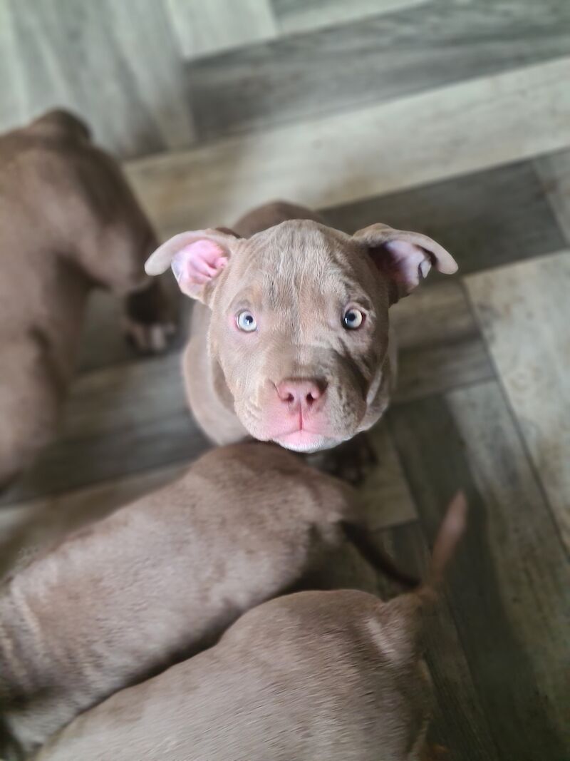ABKC POCKET BULLYS American Bulldog Puppies For Sale in Preston