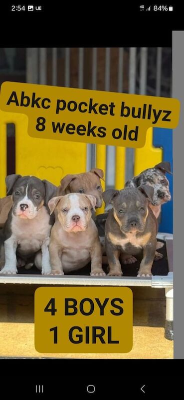 Abkc pocket bullyz for sale in Clowne, Derbyshire