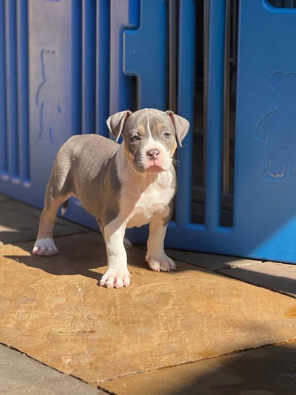 Abkc pocket bullyz for sale in Clowne, Derbyshire - Image 2