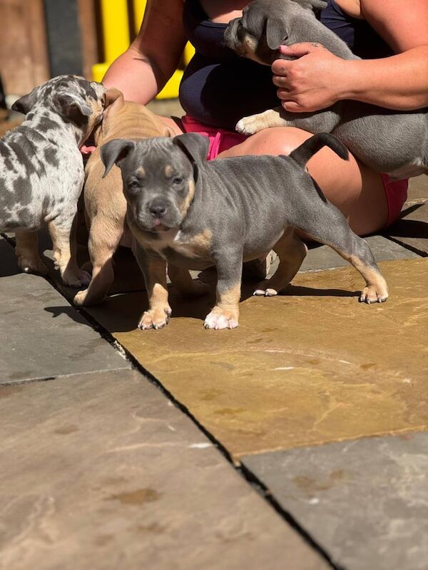 Abkc pocket bullyz for sale in Clowne, Derbyshire - Image 3