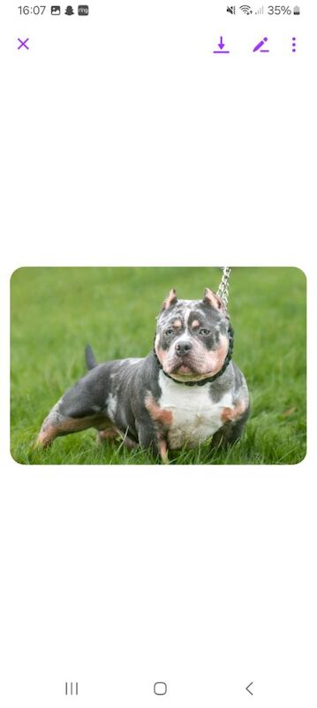 ABKC REG ETREME POCKET BULLY for sale in Redditch, Worcestershire - Image 2