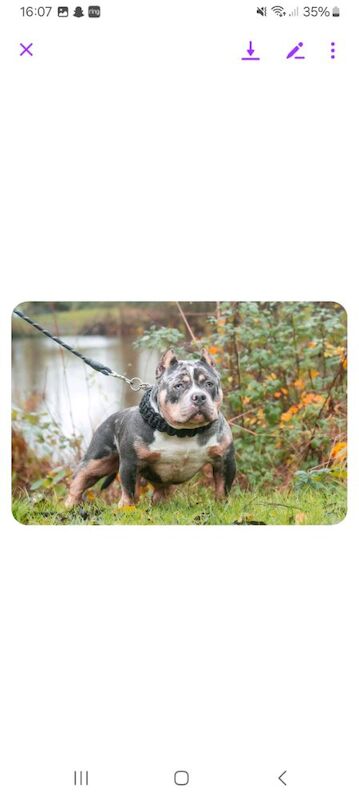ABKC REG ETREME POCKET BULLY for sale in Redditch, Worcestershire - Image 3
