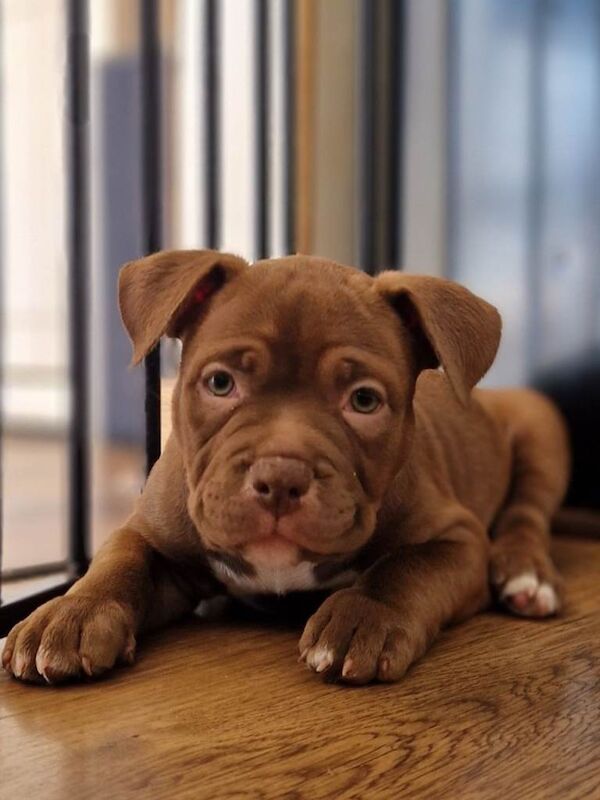 American Bully