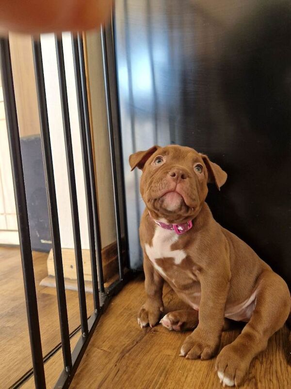 American Bully - Image 2 of 4
