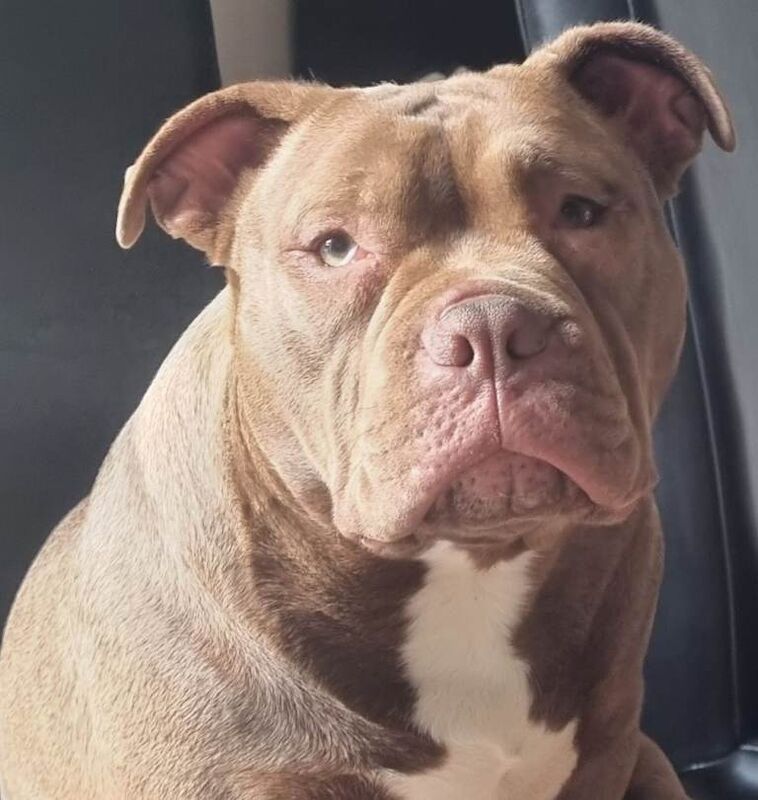 American Bully - Image 3 of 4