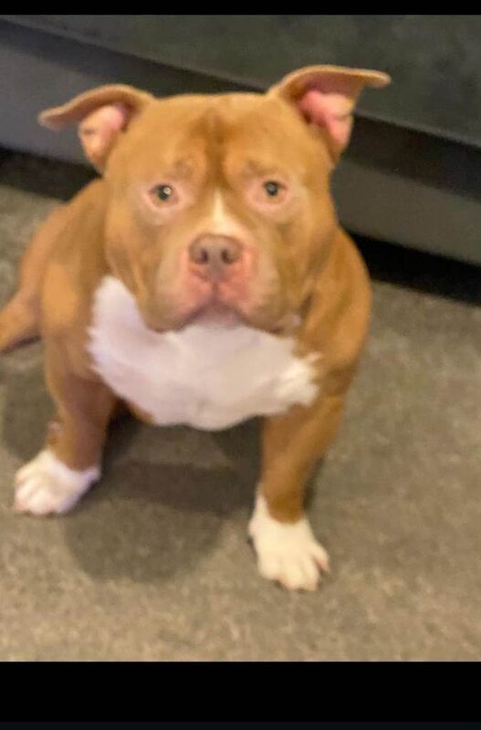 American Bully - Image 4 of 4