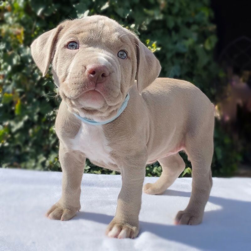 ABKC REGISTERED AMERICAN XL BULLYS TOP QUALITY BLOODLINE American