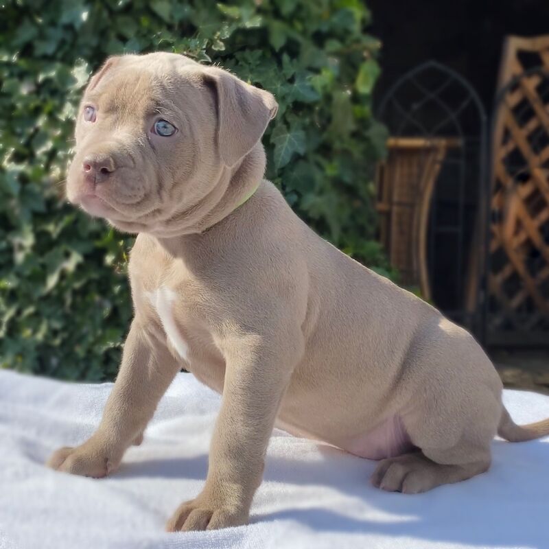 ABKC REGISTERED AMERICAN XL BULLYS TOP QUALITY BLOODLINE American