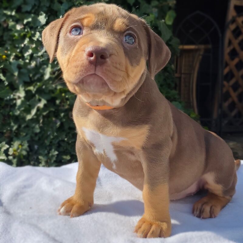 ABKC REGISTERED AMERICAN XL BULLYS TOP QUALITY BLOODLINE American