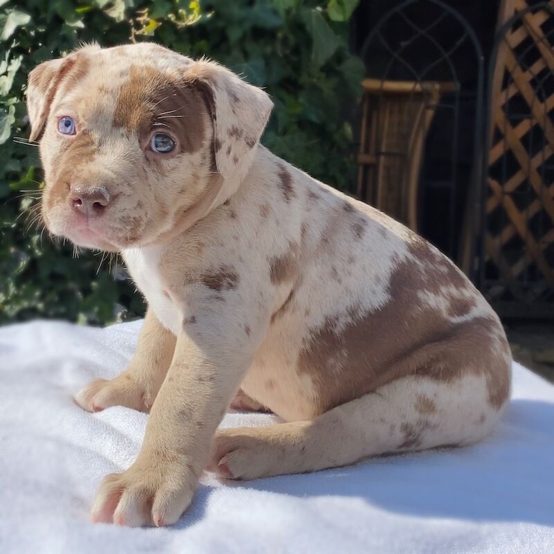 Spotted pitbull puppies for hot sale sale