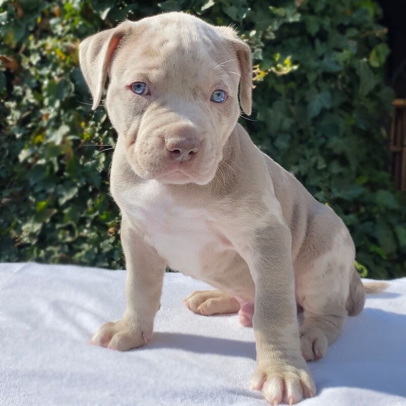 ABKC REGISTERED AMERICAN XL BULLYS TOP QUALITY BLOODLINE American