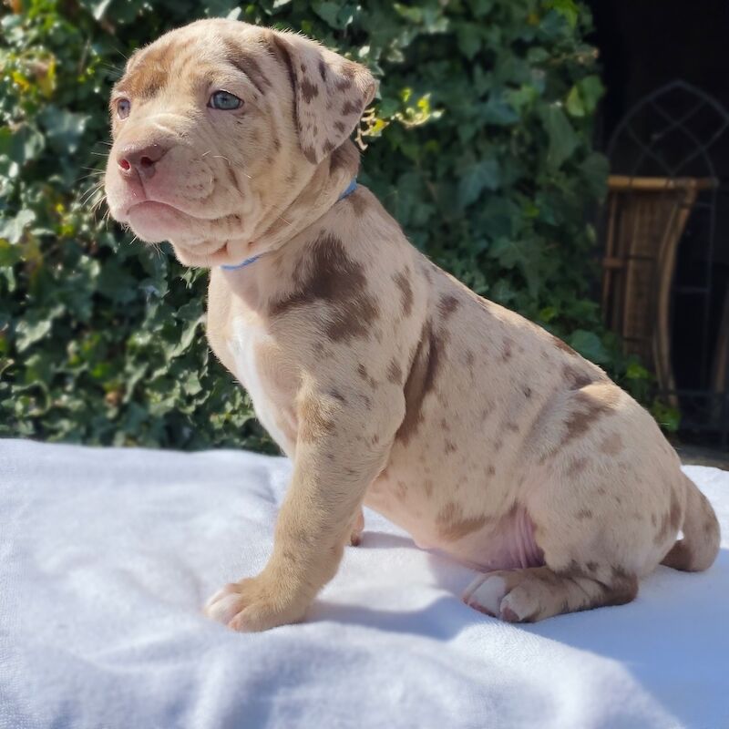 ABKC REGISTERED AMERICAN XL BULLYS TOP QUALITY BLOODLINE American