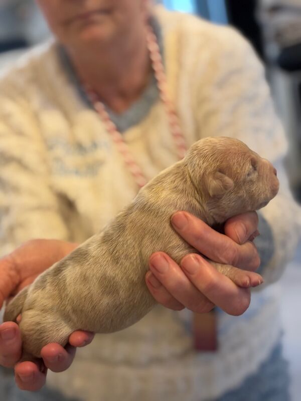 ABKC REGISTERED PUPPIES FOR SALE - READY FEBRUARY 2025 for sale in Kilwinning, North Ayrshire | Image 2