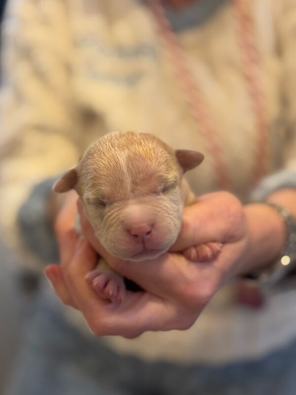 ABKC REGISTERED PUPPIES FOR SALE - READY FEBRUARY 2025 for sale in Kilwinning, North Ayrshire | Image 3