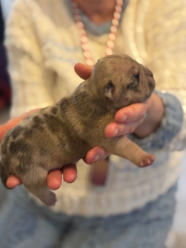 ABKC REGISTERED PUPPIES FOR SALE - READY FEBRUARY 2025 for sale in Kilwinning, North Ayrshire | Image 4