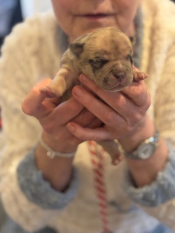 American Bulldog puppies for sale in Kilwinning, North Ayrshire – KC registered, 7 months old - Image 6 of 15