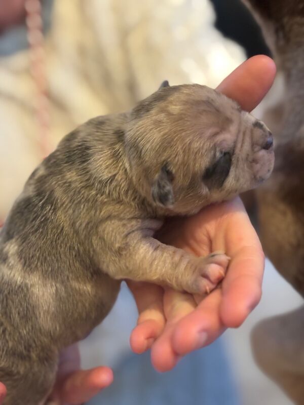 American Bulldog puppies for sale in Kilwinning, North Ayrshire – KC registered, 7 months old - Image 10 of 15