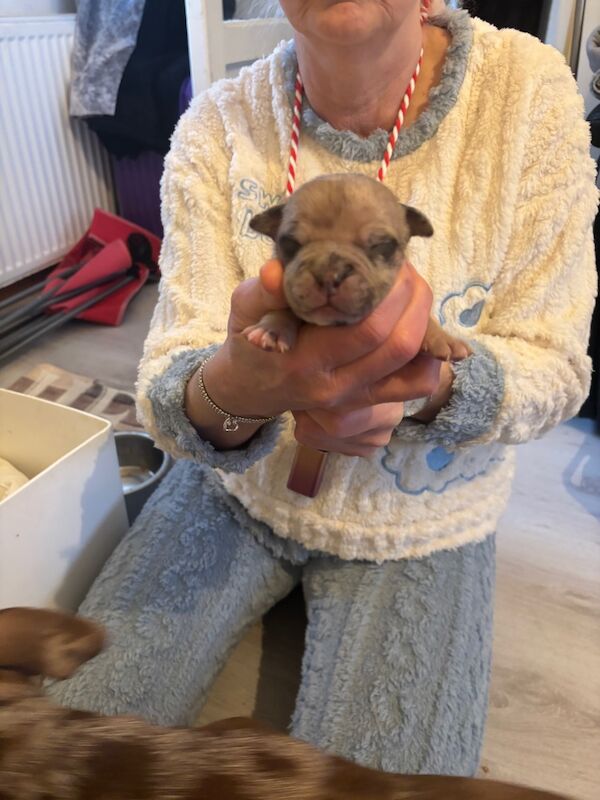 American Bulldog puppies for sale in Kilwinning, North Ayrshire – KC registered, 7 months old - Image 12 of 15