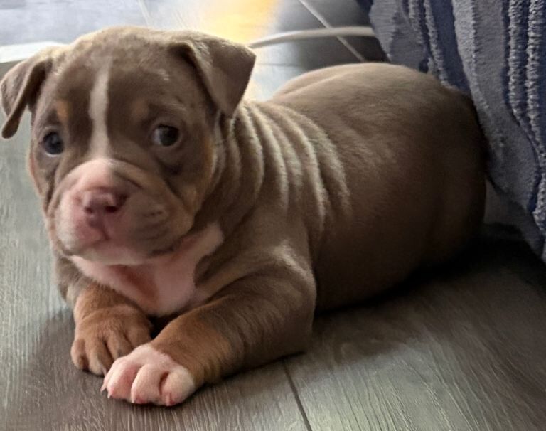 American Bully Puppies For Sale
