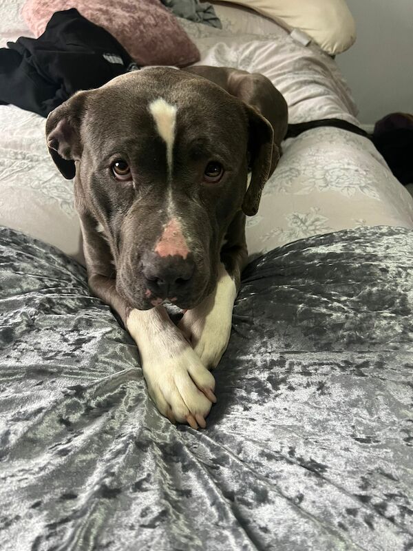 Female American Bully Dogs And Puppies For Sale In Acrefair, Wrexham