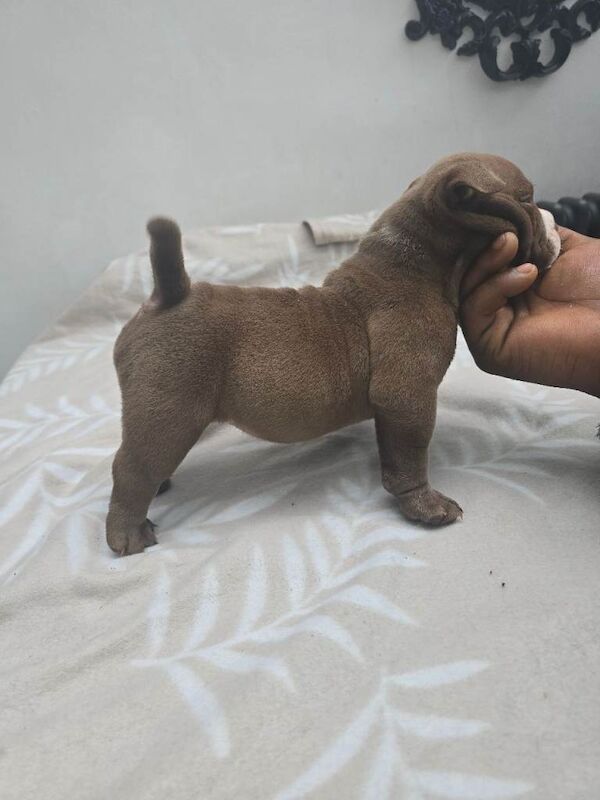 Adorable Pocket Bully Puppies - Quality Temprement & Breeding - Image 2 of 4