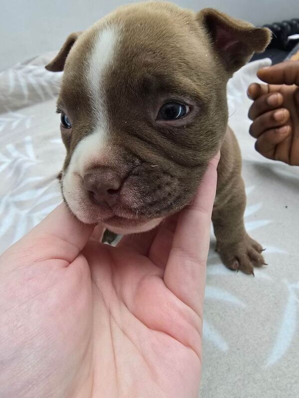 Adorable Pocket Bully Puppies - Quality Temprement & Breeding - Image 3 of 4