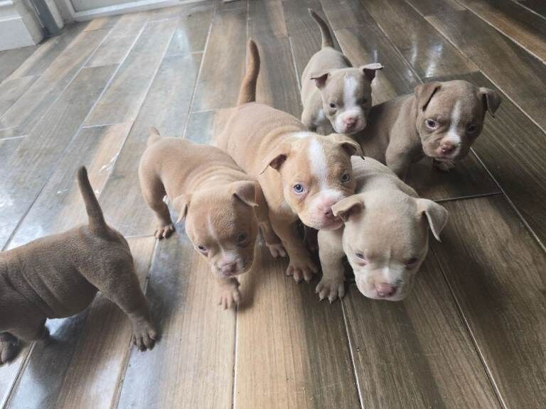 Adorable Pocket Bully Puppies - Quality Temprement & Breeding - Image 4 of 4