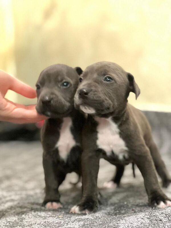 American Bully Puppies For Sale
