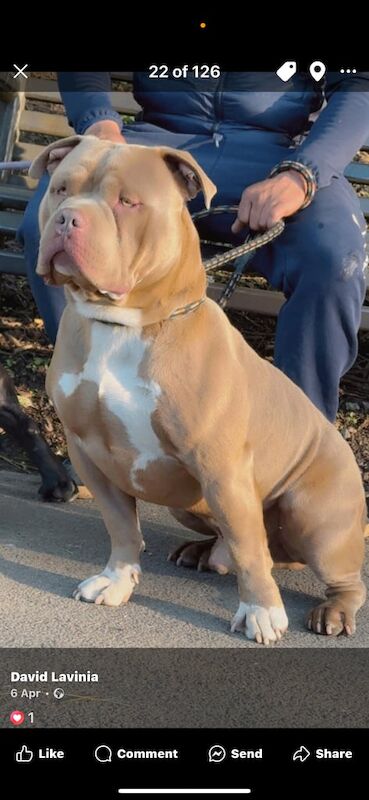 American Bulldog puppies for sale in Failsworth, Greater Manchester – 11 months old