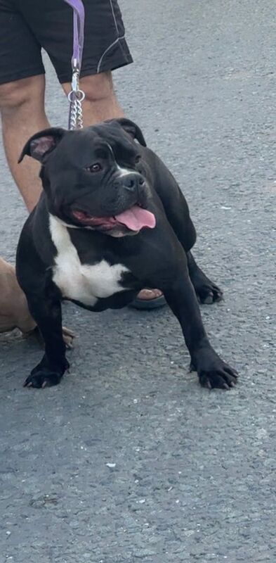 American Bulldog puppies for sale in Failsworth, Greater Manchester – 11 months old - Image 2 of 3