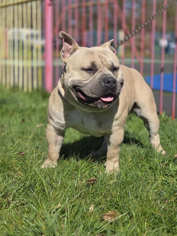 American Bulldog puppies for sale in Failsworth, Greater Manchester – 11 months old - Image 3 of 3