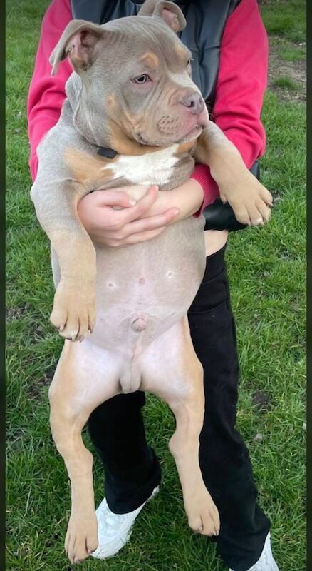 America pocket bully