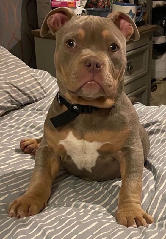 America pocket bully - Image 2 of 5