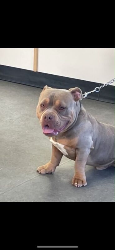 America pocket bully - Image 3 of 5