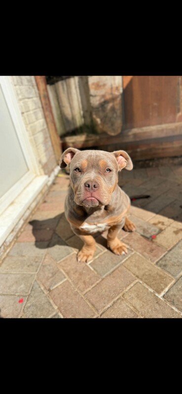 America pocket bully - Image 4 of 5