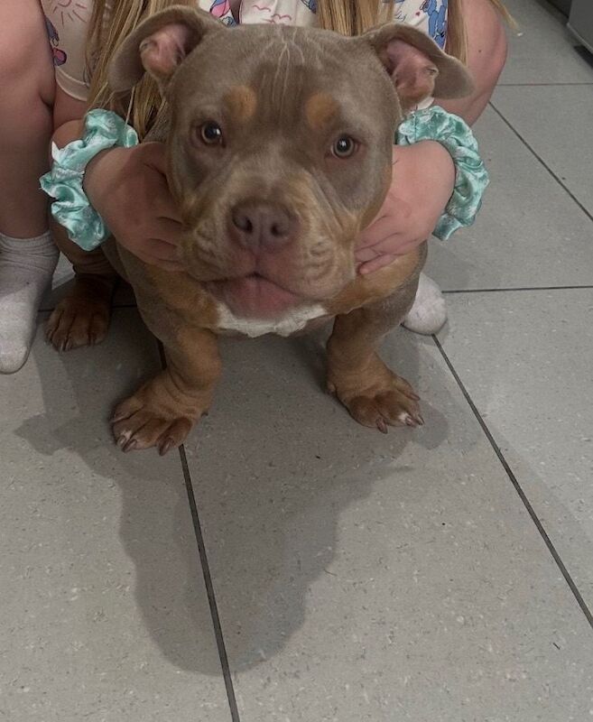 America pocket bully - Image 5 of 5