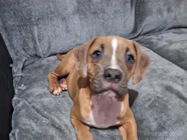 American Bulldog puppies for sale in Stoke-on-Trent, Staffordshire – 1 year old - Image 2 of 4