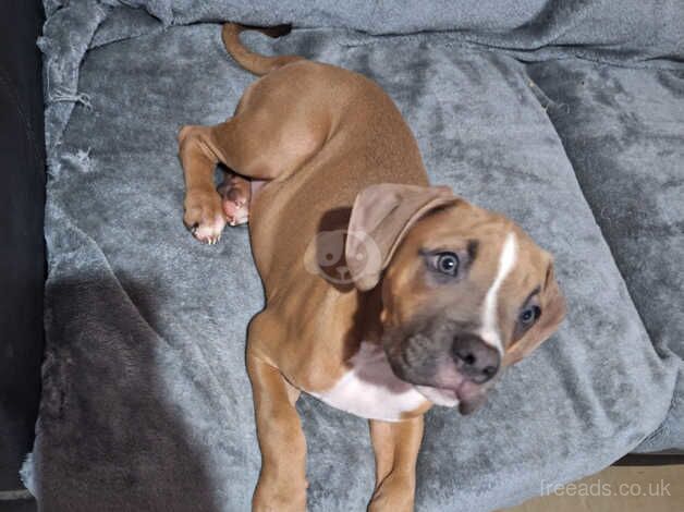 American Bulldog puppies for sale in Stoke-on-Trent, Staffordshire – 1 year old - Image 3 of 4