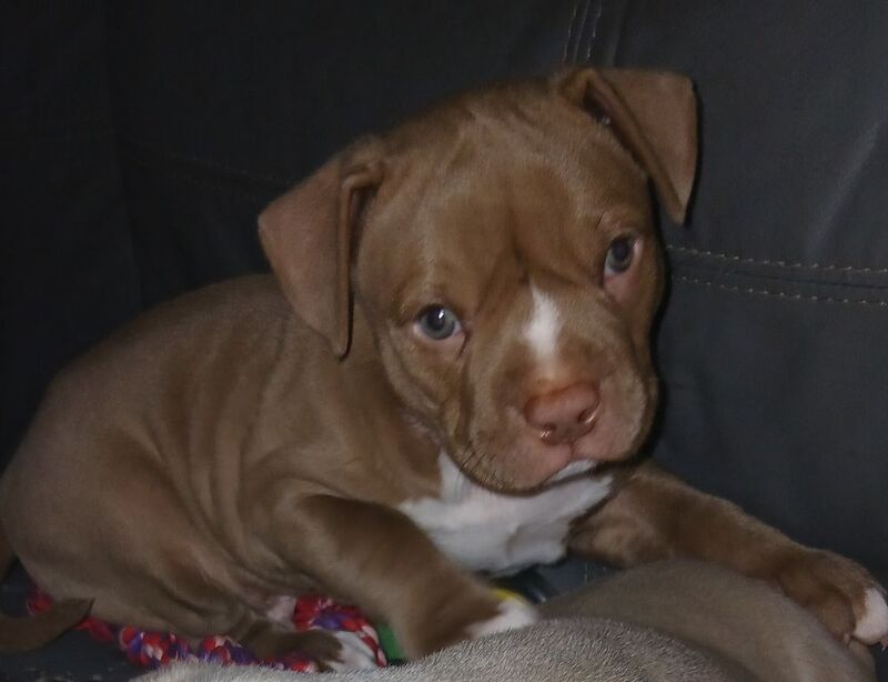 American Bully Puppies For Sale In Farnborough, Hampshire
