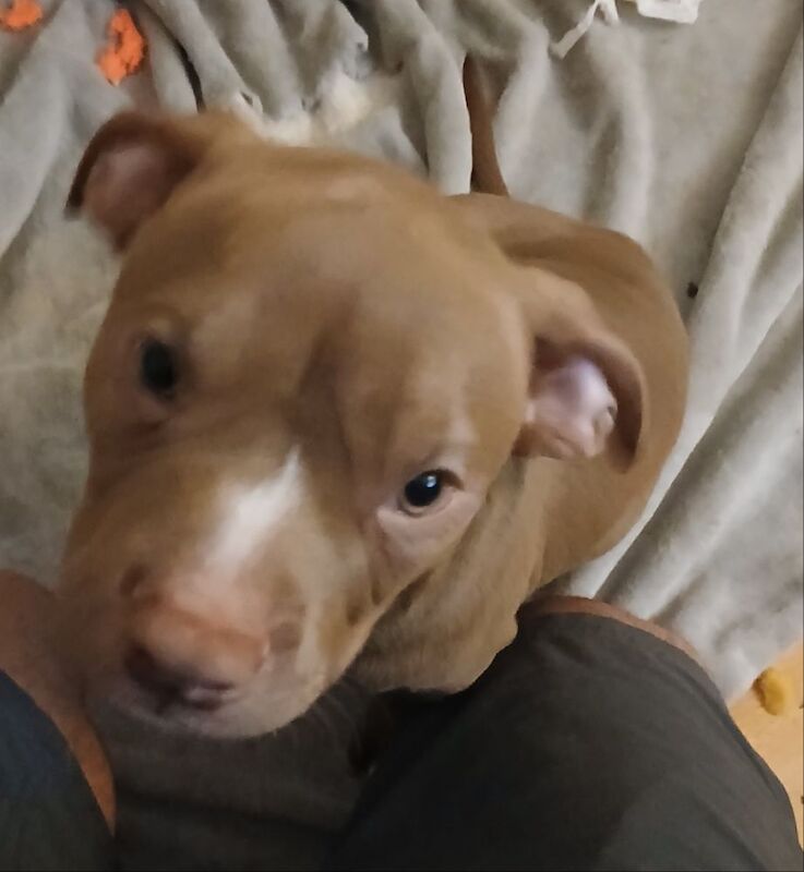 American bull for sale in Salford, Greater Manchester | Image 3