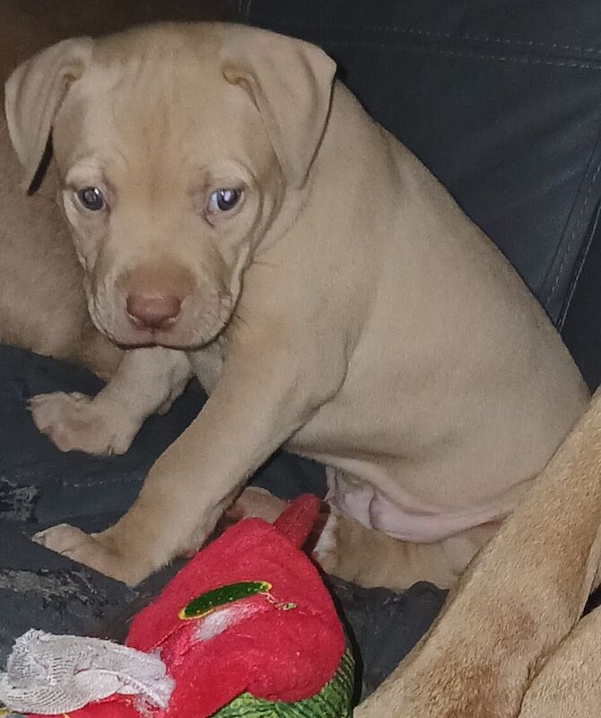 American bull for sale in Salford, Greater Manchester