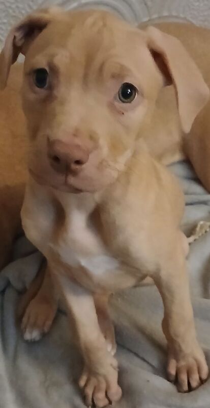 American bull for sale in Salford, Greater Manchester | Image 2