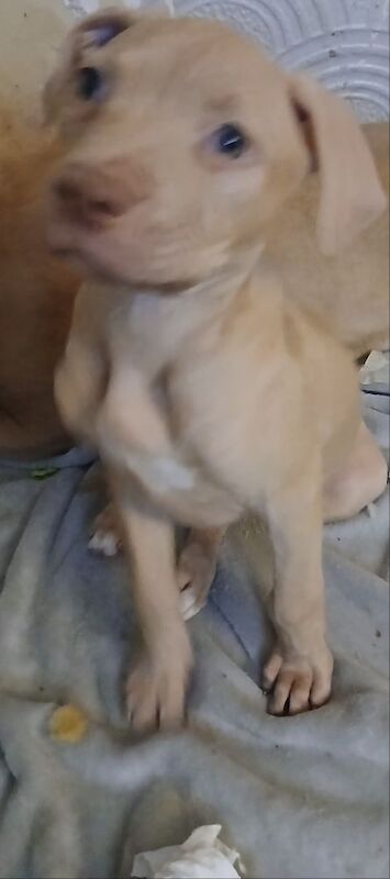 American bull for sale in Salford, Greater Manchester | Image 3