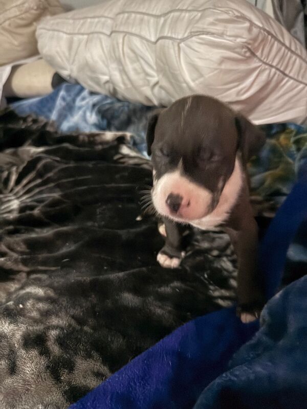 American Bulldog Puppies For Sale Under £1,000