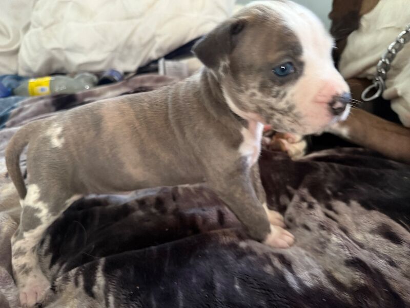 American Bulldog puppies for sale in City of Glasgow – 9 weeks old - Image 2 of 4