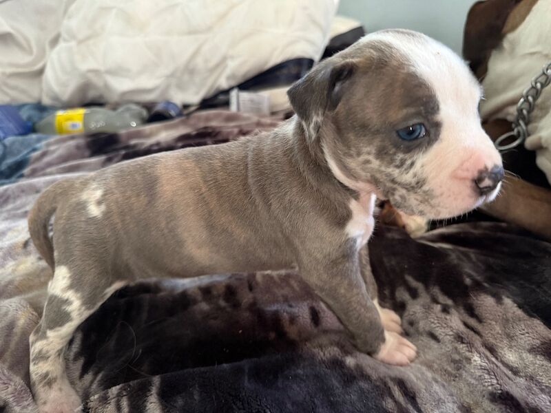 American Bulldog puppies for sale in City of Glasgow – 9 weeks old - Image 3 of 4